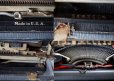 画像10: U.S.A. antique Remmington Typewriter アメリカアンティーク レミントン タイプライター ケース付き 1920－30's