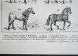 画像6: FRANCE antique ART PAPER フランスアンティーク 辞書・図鑑の1ページ ［馬］ 描画 アンティークアート 1900's