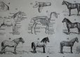 画像5: FRANCE antique ART PAPER フランスアンティーク 辞書・図鑑の1ページ ［馬］ 描画 アンティークアート 1900's (5)