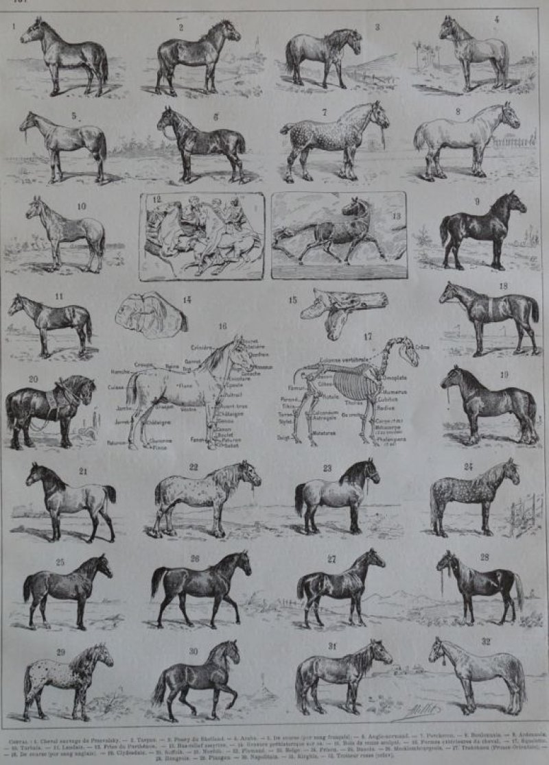 画像2: FRANCE antique ART PAPER フランスアンティーク 辞書・図鑑の1ページ ［馬］ 描画 アンティークアート 1900's