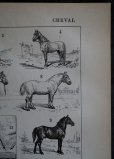 画像4: FRANCE antique ART PAPER フランスアンティーク 辞書・図鑑の1ページ ［馬］ 描画 アンティークアート 1900's