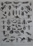 画像4: FRANCE antique ART PAPER  フランスアンティーク 辞書・図鑑の1ページ ［昆虫］ 描画 アンティークアート 1930's