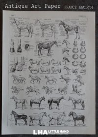 FRANCE antique ART PAPER  フランスアンティーク 辞書・図鑑の1ページ ［馬］ 描画 アンティークアート 1900's
