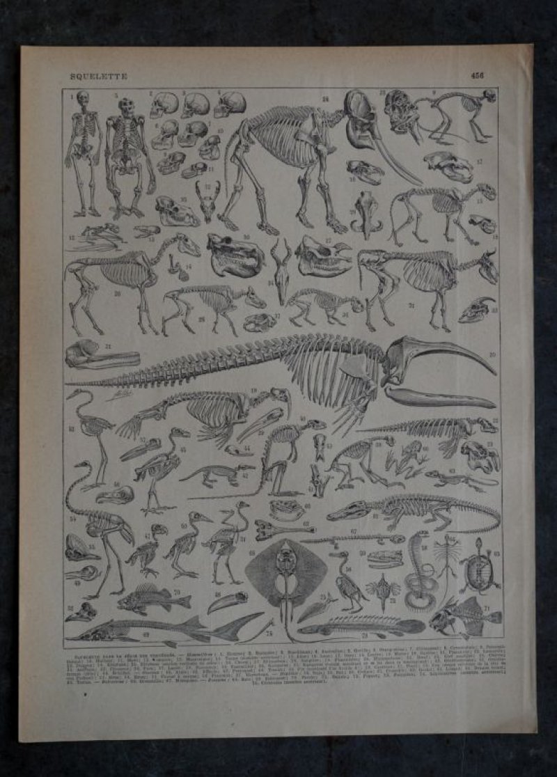 画像2: FRANCE antique ART PAPER  フランスアンティーク 辞書・図鑑の1ページ ［恐竜・古生物学］ 描画 アンティークアート 1900's