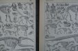 画像4: FRANCE antique ART PAPER  フランスアンティーク 辞書・図鑑の1ページ ［恐竜・古生物学］ 描画 アンティークアート 1900's (4)