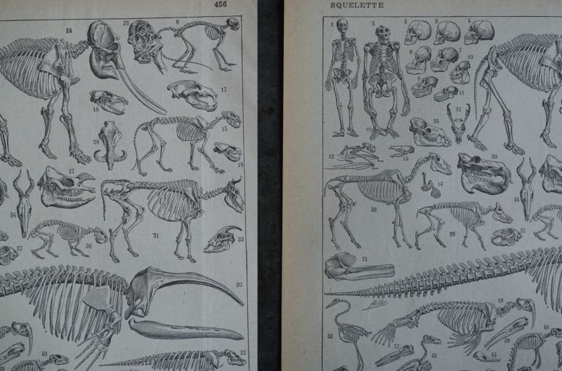 画像4: FRANCE antique ART PAPER  フランスアンティーク 辞書・図鑑の1ページ ［恐竜・古生物学］ 描画 アンティークアート 1900's