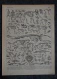 画像1: FRANCE antique ART PAPER  フランスアンティーク 辞書・図鑑の1ページ ［恐竜・古生物学］ 描画 アンティークアート 1900's (1)