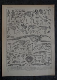 FRANCE antique ART PAPER  フランスアンティーク 辞書・図鑑の1ページ ［恐竜・古生物学］ 描画 アンティークアート 1900's