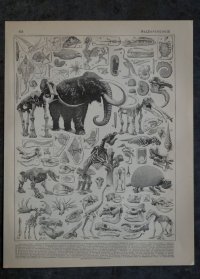 FRANCE antique ART PAPER  フランスアンティーク 辞書・図鑑の1ページ ［古生物学］ 描画 アンティークアート 1900's