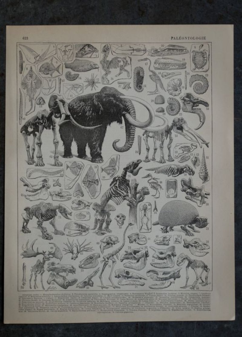 画像1: FRANCE antique ART PAPER  フランスアンティーク 辞書・図鑑の1ページ ［古生物学］ 描画 アンティークアート 1900's