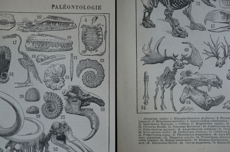 画像3: FRANCE antique ART PAPER  フランスアンティーク 辞書・図鑑の1ページ ［古生物学］ 描画 アンティークアート 1900's