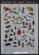 画像1: FRANCE antique ART PAPER  フランスアンティーク 辞書・図鑑の1ページ ［昆虫］ 描画 アンティークアート 1930's (1)