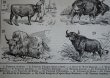 画像6: FRANCE antique ART PAPER  フランスアンティーク 辞書・図鑑の1ページ ［牛］ 描画 アンティークアート 1900's (6)