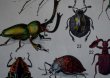 画像7: FRANCE antique ART PAPER  フランスアンティーク 辞書・図鑑の1ページ ［昆虫］ 描画 アンティークアート 1930's (7)