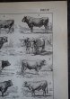 画像4: FRANCE antique ART PAPER  フランスアンティーク 辞書・図鑑の1ページ ［牛］ 描画 アンティークアート 1900's (4)