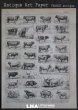 画像1: FRANCE antique ART PAPER  フランスアンティーク 辞書・図鑑の1ページ ［牛］ 描画 アンティークアート 1900's (1)