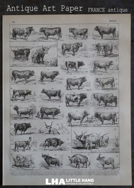 画像1: FRANCE antique ART PAPER  フランスアンティーク 辞書・図鑑の1ページ ［牛］ 描画 アンティークアート 1900's (1)