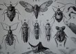 画像9: FRANCE antique ART PAPER  フランスアンティーク 辞書・図鑑の1ページ ［昆虫］ 描画 アンティークアート 1930's (9)