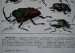 画像8: FRANCE antique ART PAPER  フランスアンティーク 辞書・図鑑の1ページ ［昆虫］ 描画 アンティークアート 1930's (8)