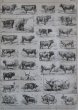 画像2: FRANCE antique ART PAPER  フランスアンティーク 辞書・図鑑の1ページ ［牛］ 描画 アンティークアート 1900's (2)