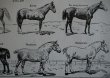 画像6: FRANCE antique ART PAPER  フランスアンティーク 辞書・図鑑の1ページ ［馬］ 描画 アンティークアート 1900's