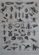 画像4: FRANCE antique ART PAPER  フランスアンティーク 辞書・図鑑の1ページ ［昆虫］ 描画 アンティークアート 1930's (4)