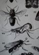 画像10: FRANCE antique ART PAPER  フランスアンティーク 辞書・図鑑の1ページ ［昆虫］ 描画 アンティークアート 1930's (10)