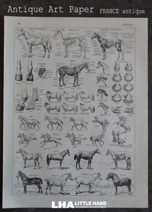 画像: FRANCE antique ART PAPER  フランスアンティーク 辞書・図鑑の1ページ ［馬］ 描画 アンティークアート 1900's