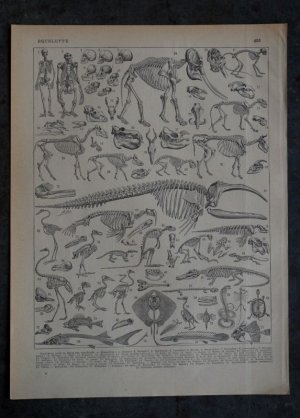 画像: FRANCE antique ART PAPER  フランスアンティーク 辞書・図鑑の1ページ ［恐竜・古生物学］ 描画 アンティークアート 1900's