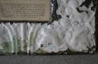 画像6: USA antique TIN CEILING PHOTO FRAME アメリカアンティーク ティンパネル フォトフレーム  ヴィンテージ ビンテージ 1860-1940's (6)