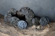 画像4: SALE【40%OFF】U.S.A. antique Railroad Nails 10pcs アメリカアンティーク レールロード ナンバーネイル 鉄道釘 10本セット 釘 1940-50's (4)