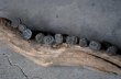 画像6: SALE【40%OFF】U.S.A. antique Railroad Nails 10pcs アメリカアンティーク レールロード ナンバーネイル 鉄道釘 10本セット 釘 1940-50's (6)