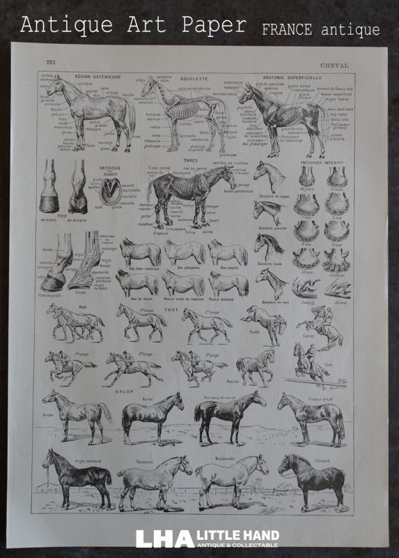画像1: FRANCE antique ART PAPER  フランスアンティーク 辞書・図鑑の1ページ ［馬］ 描画 アンティークアート 1900's